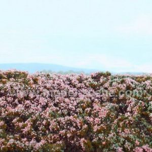 Heathland